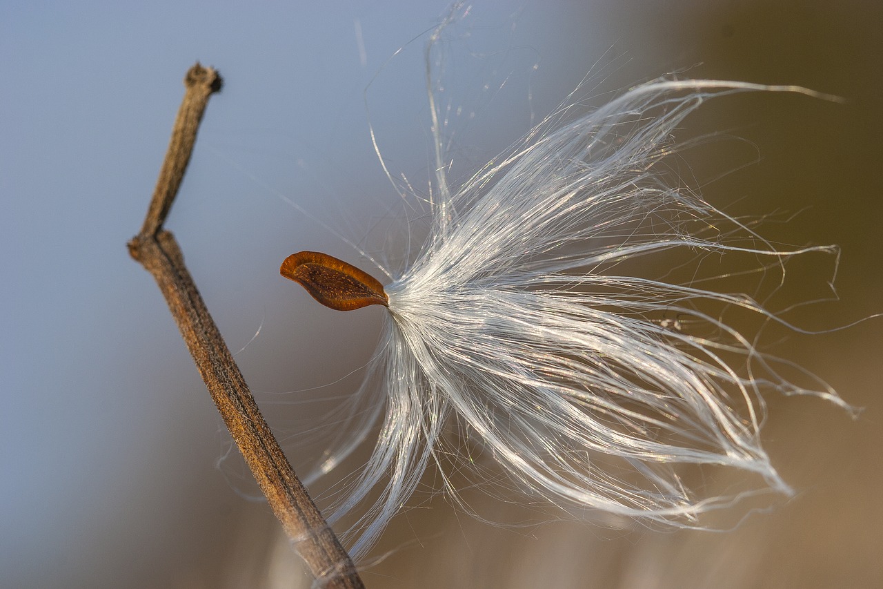 fluff  plant  nature free photo