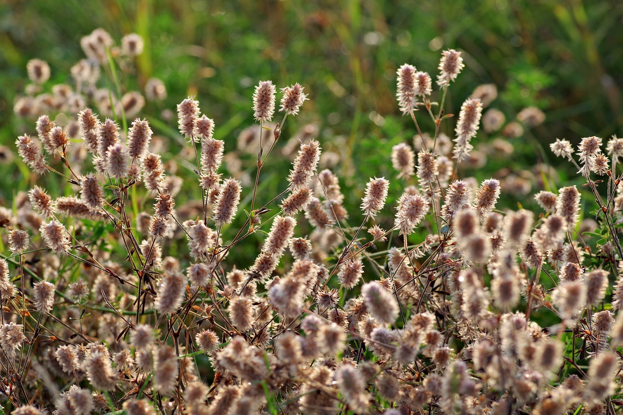 fluffy flowers grass free photo