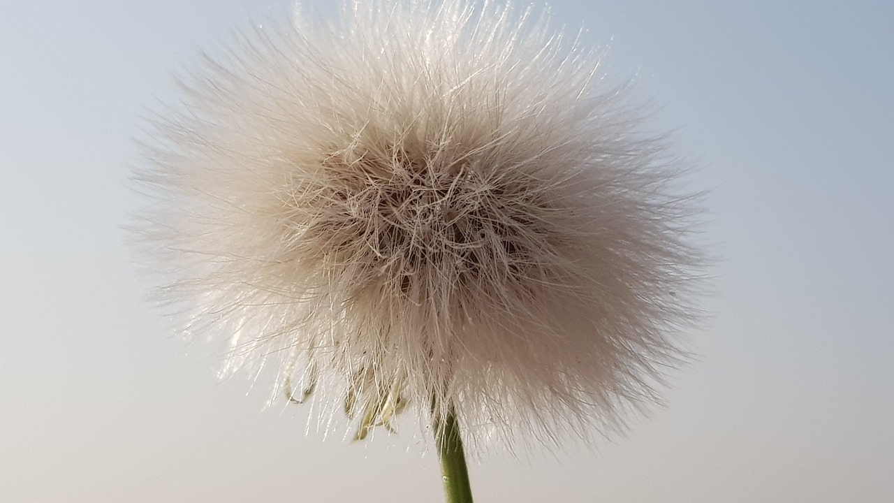 fluffy taraxacum nature free photo