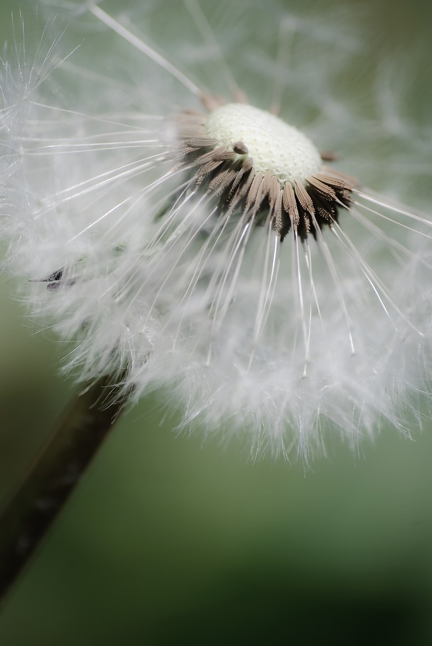 fluffy nature summer free photo