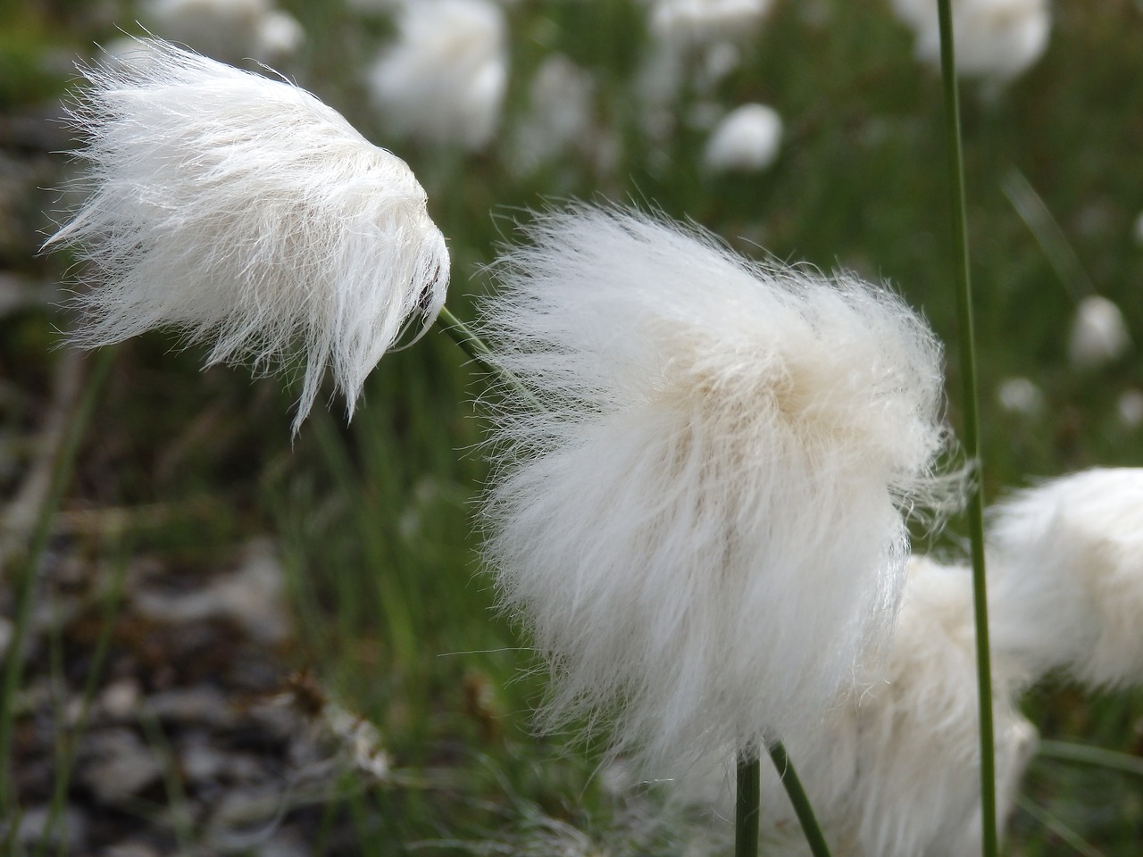 fluffy nature feather free photo