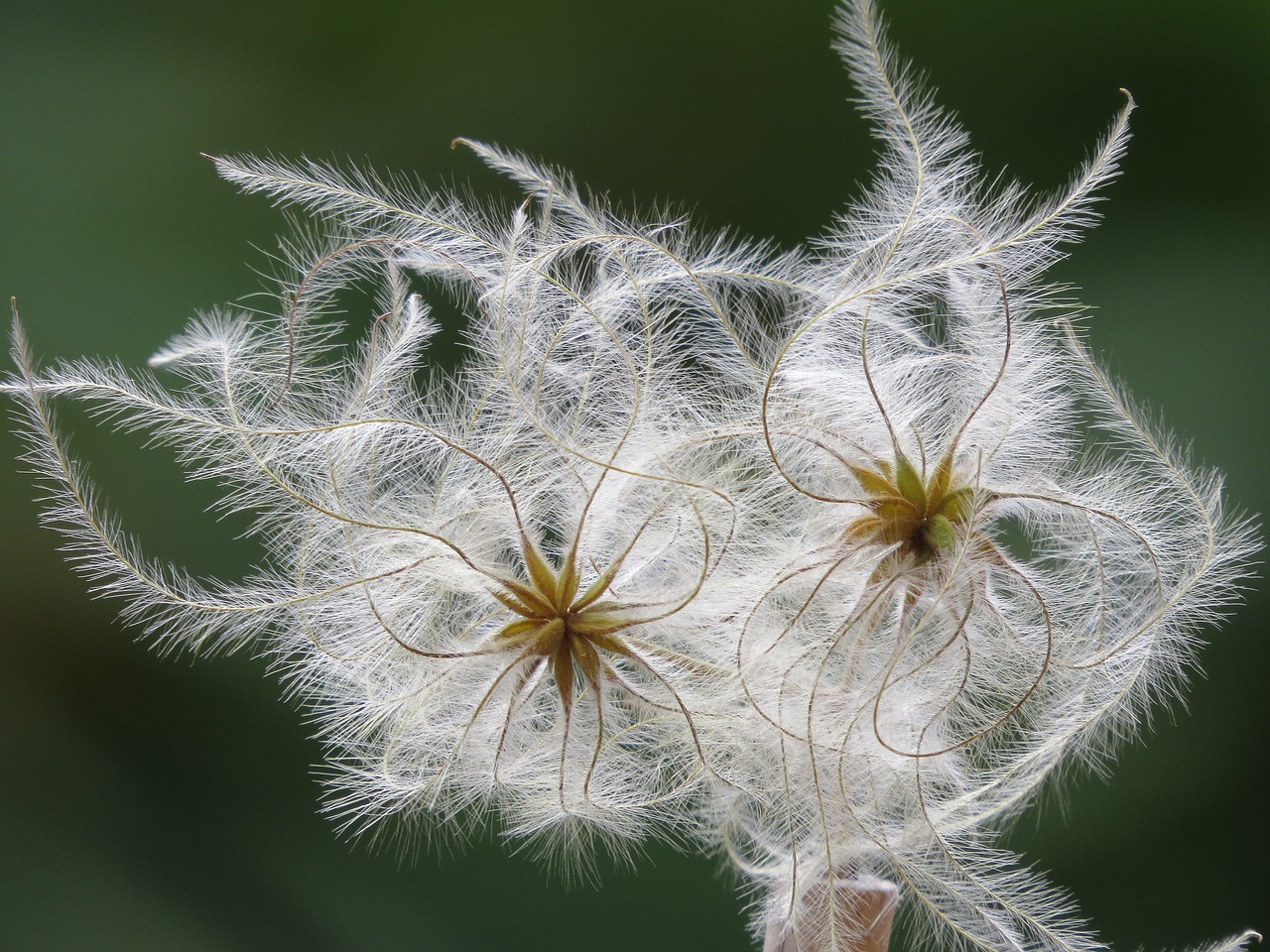 fluffy  seeds  clematis free photo