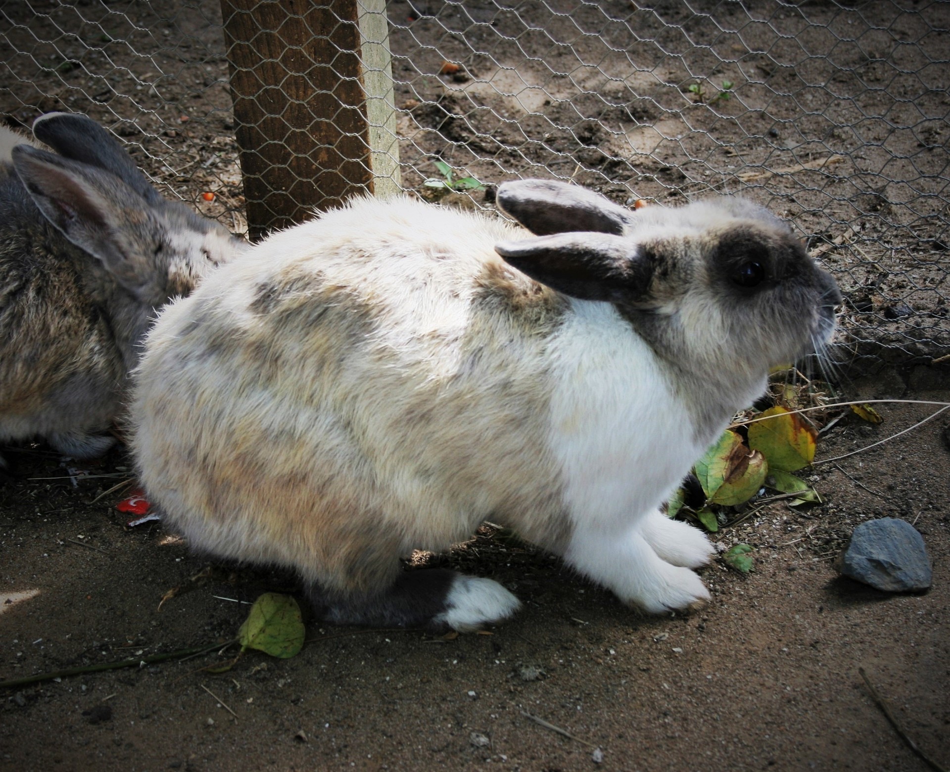 pet bunny white free photo