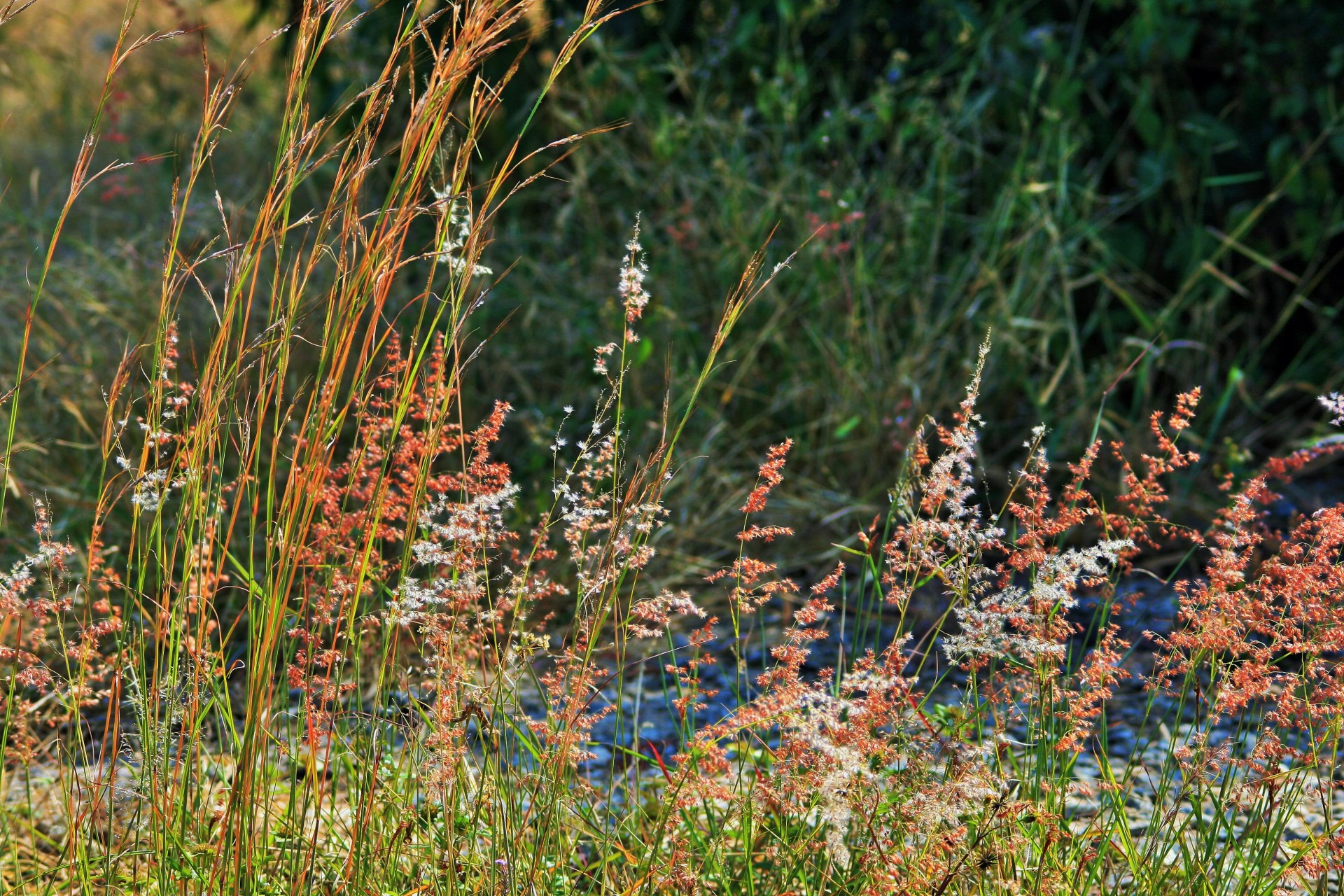 grass wild white free photo