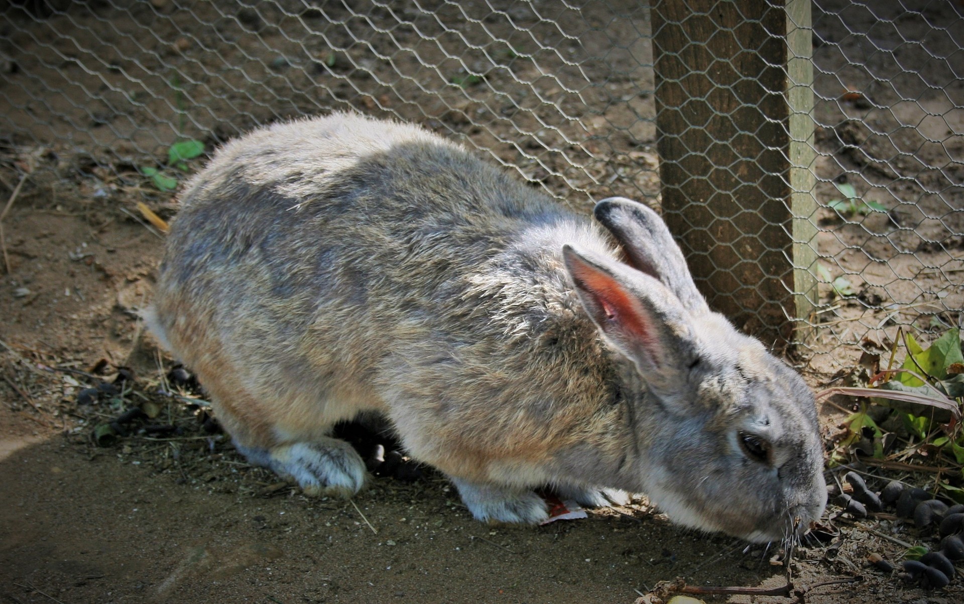 pet bunny white free photo