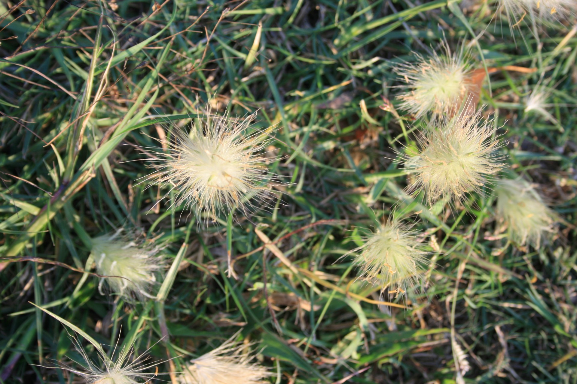 grass tufts seed free photo