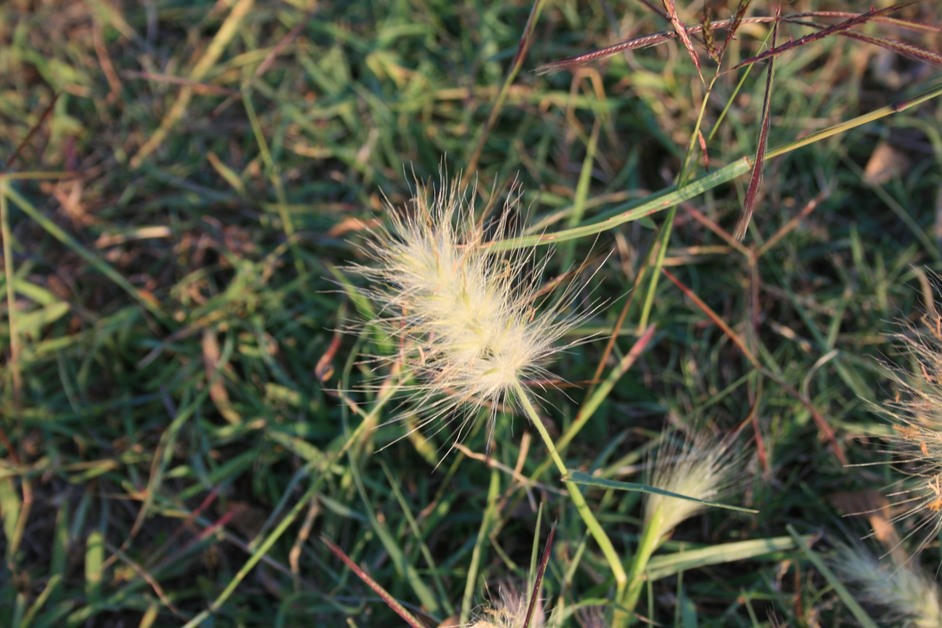 grass tufts seed free photo