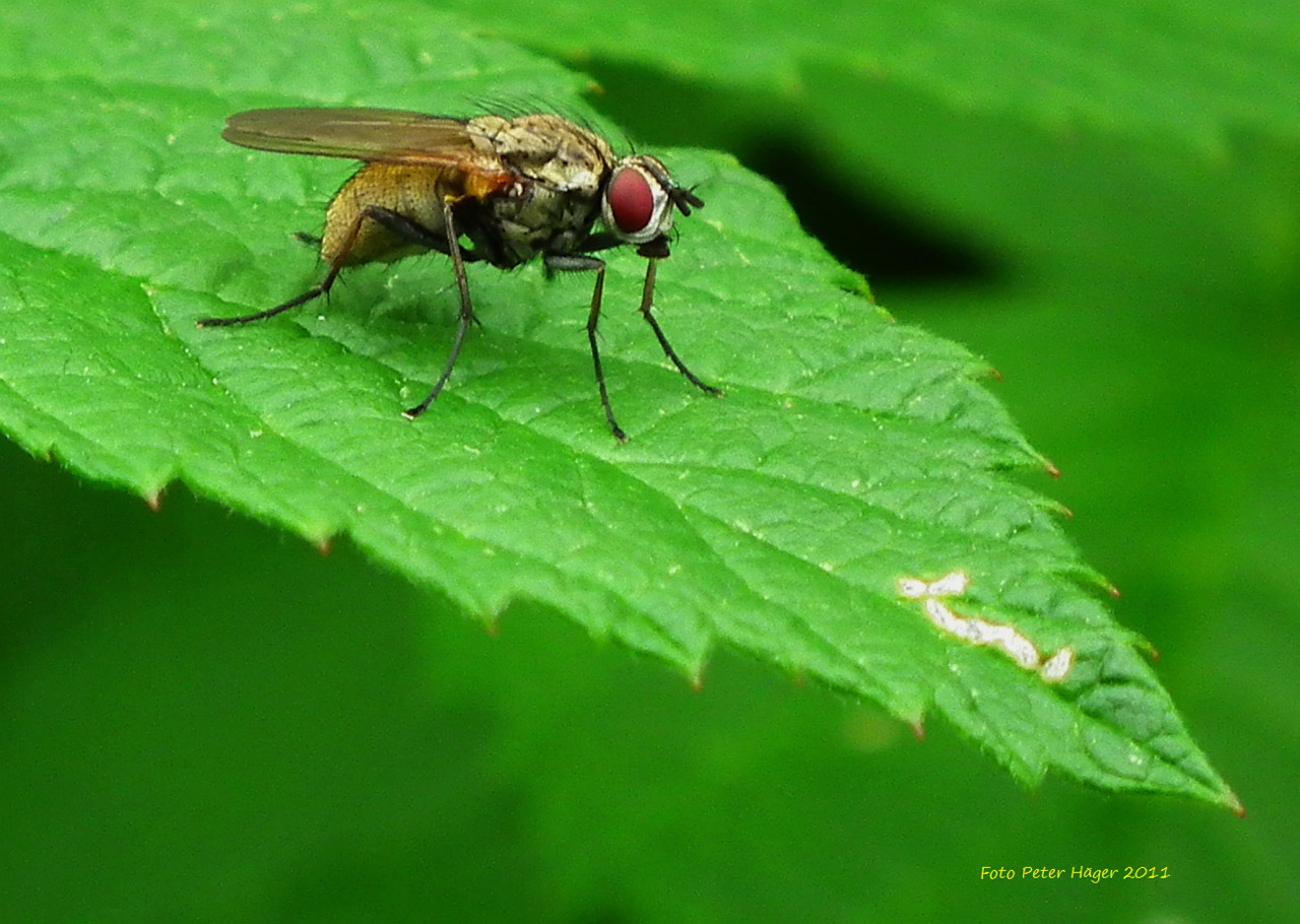 fly flies insects free photo