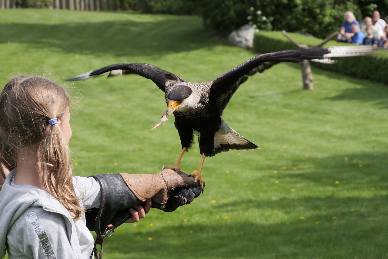 flugshow  carakara  caracara free photo