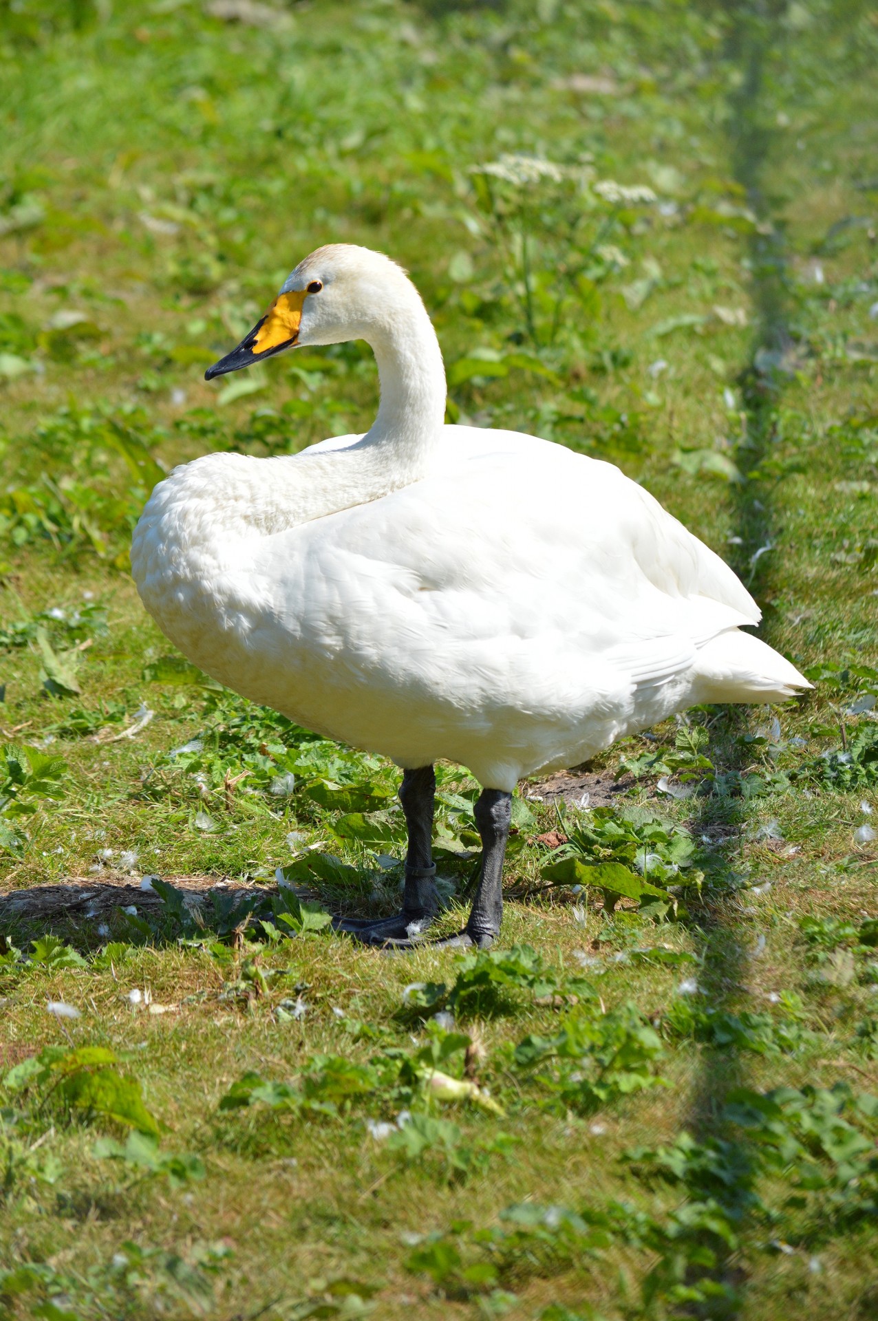 swan bird nature free photo