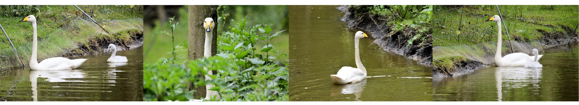 collage swan bird free photo