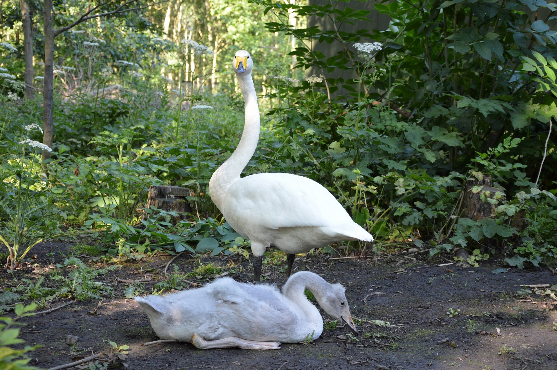 swan bird young free photo