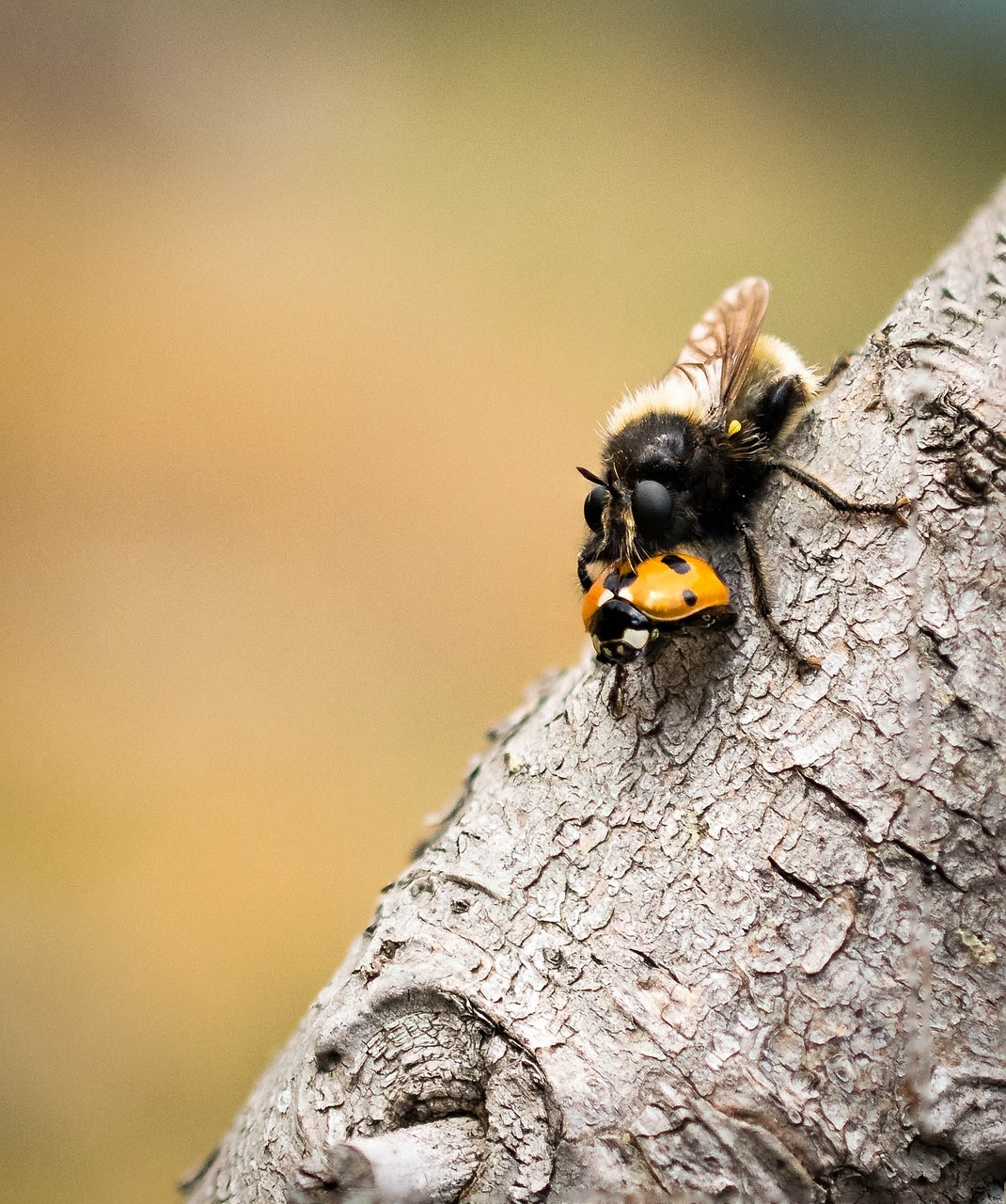 fly nature animal free photo