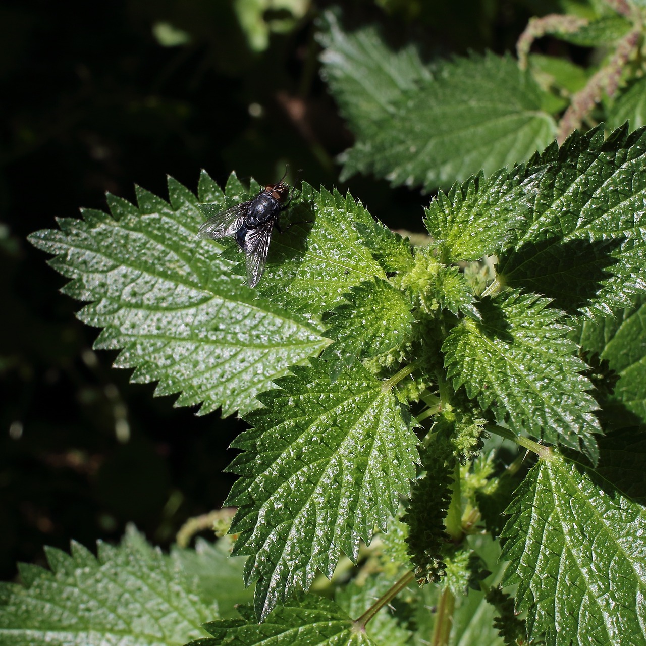 fly black plant free photo