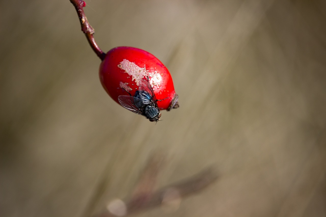 fly rose hip red free photo