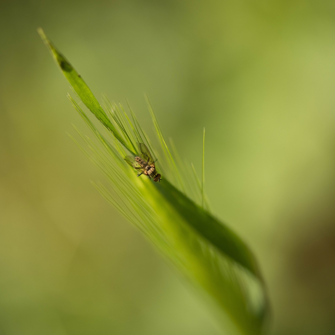 fly nature insects free photo