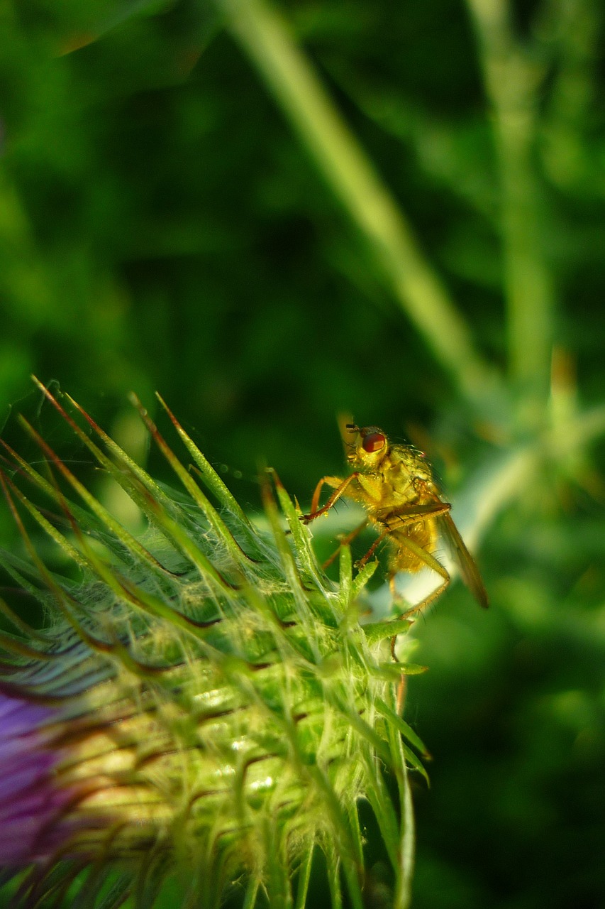 fly yellow manure free photo