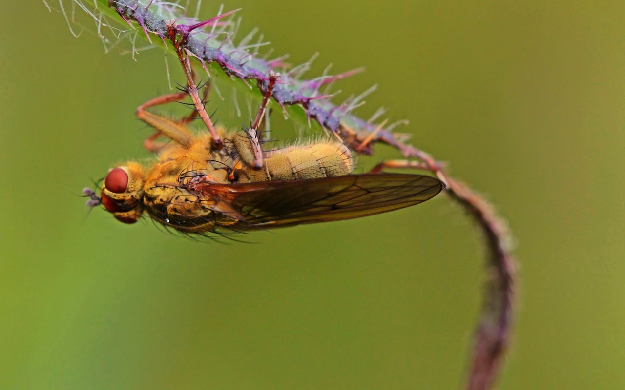 fly insect animal free photo