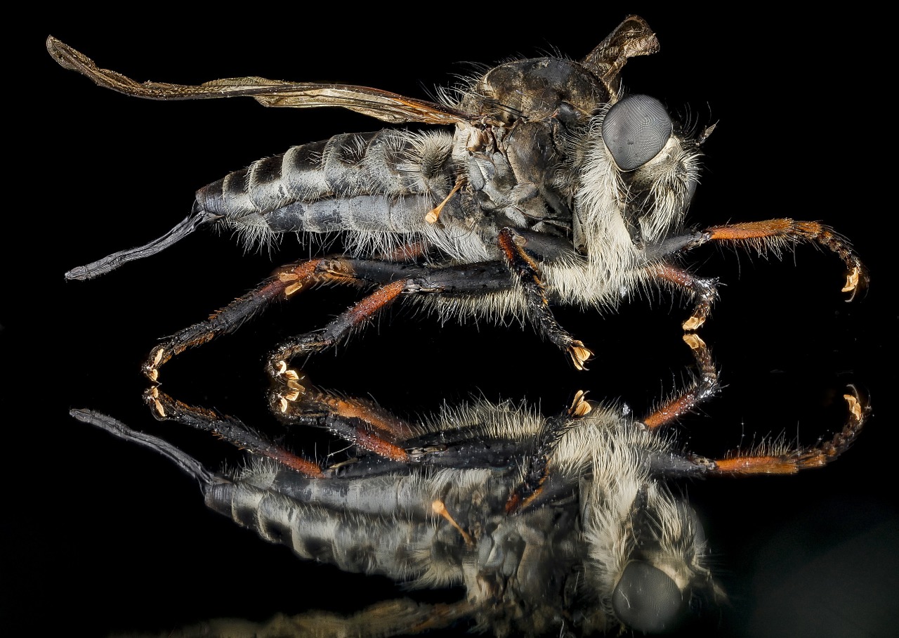 fly macro insect free photo