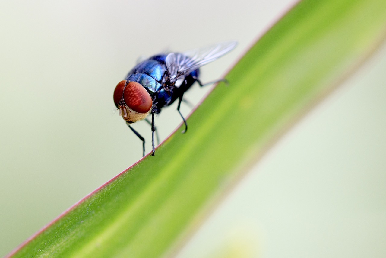 fly summer outdoor free photo