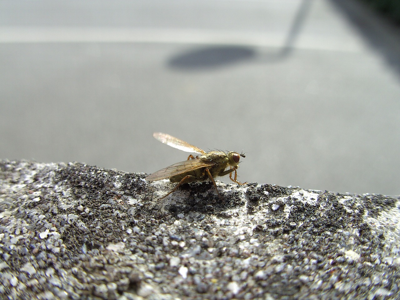 fly wall insect free photo