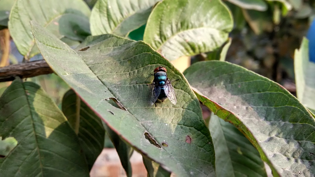 fly insect nature free photo