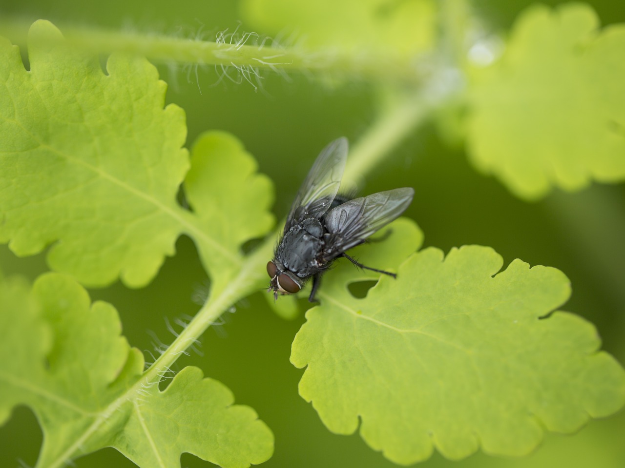 fly insect nature free photo