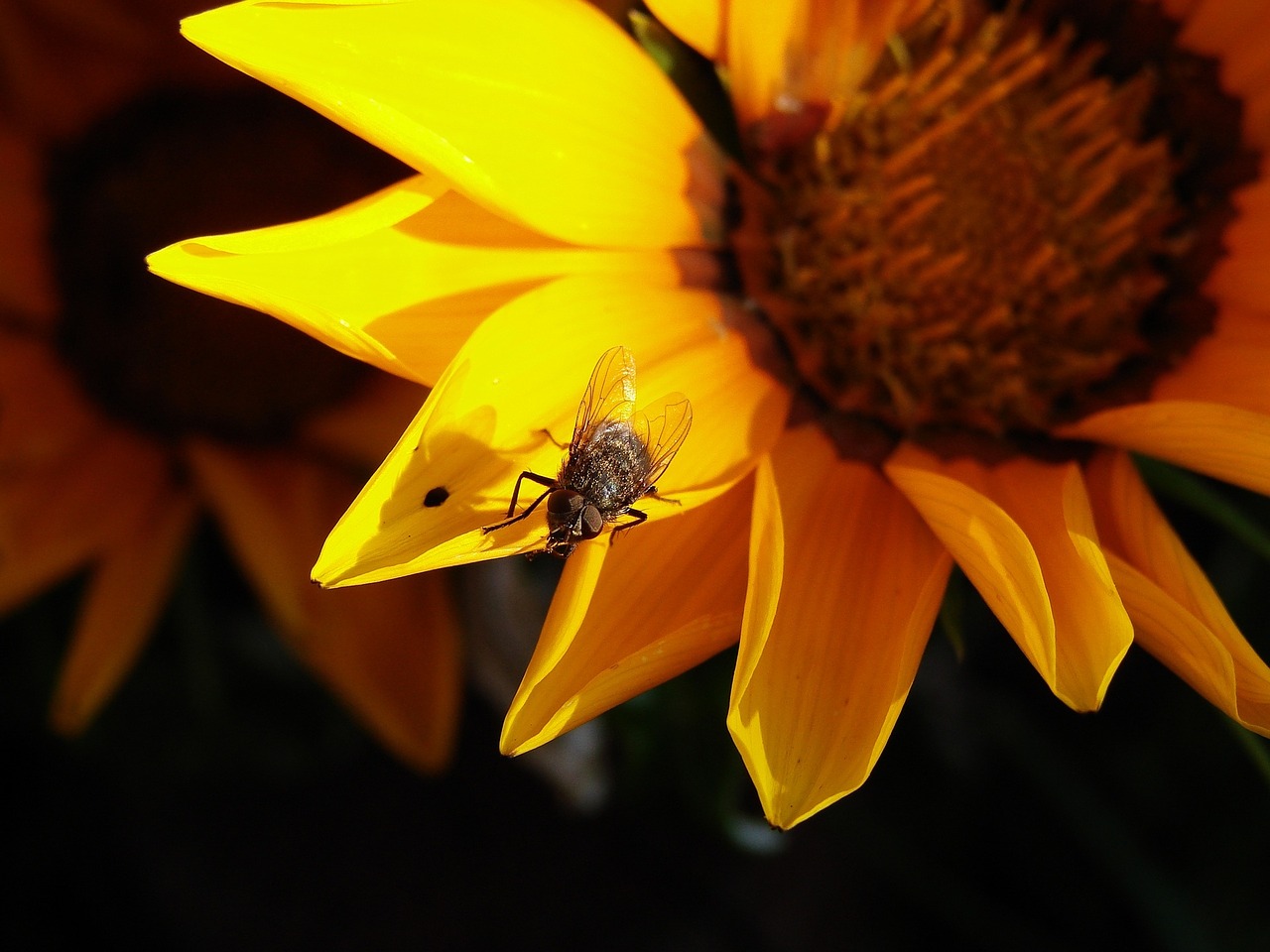 fly flower yellow flower free photo