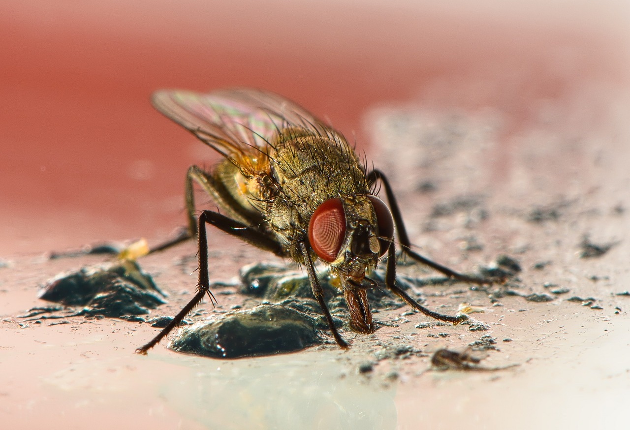 fly macro feeding free photo