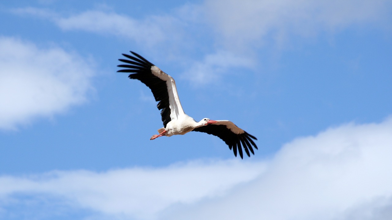 fly sky clouds free photo