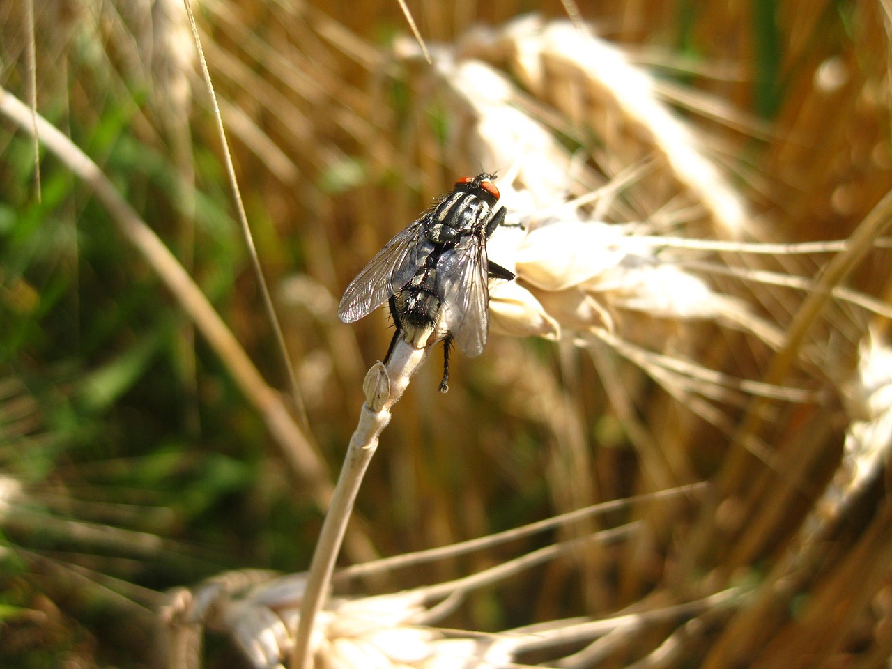 fly ear cereals free photo