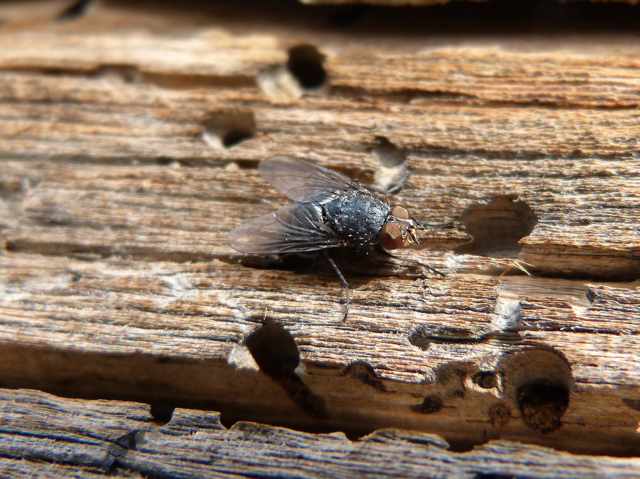 fly detail wood free photo
