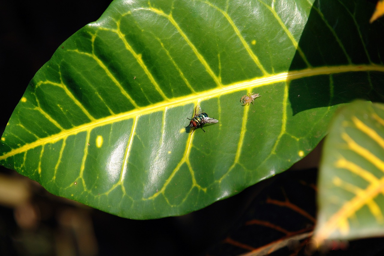 fly spider leave free photo