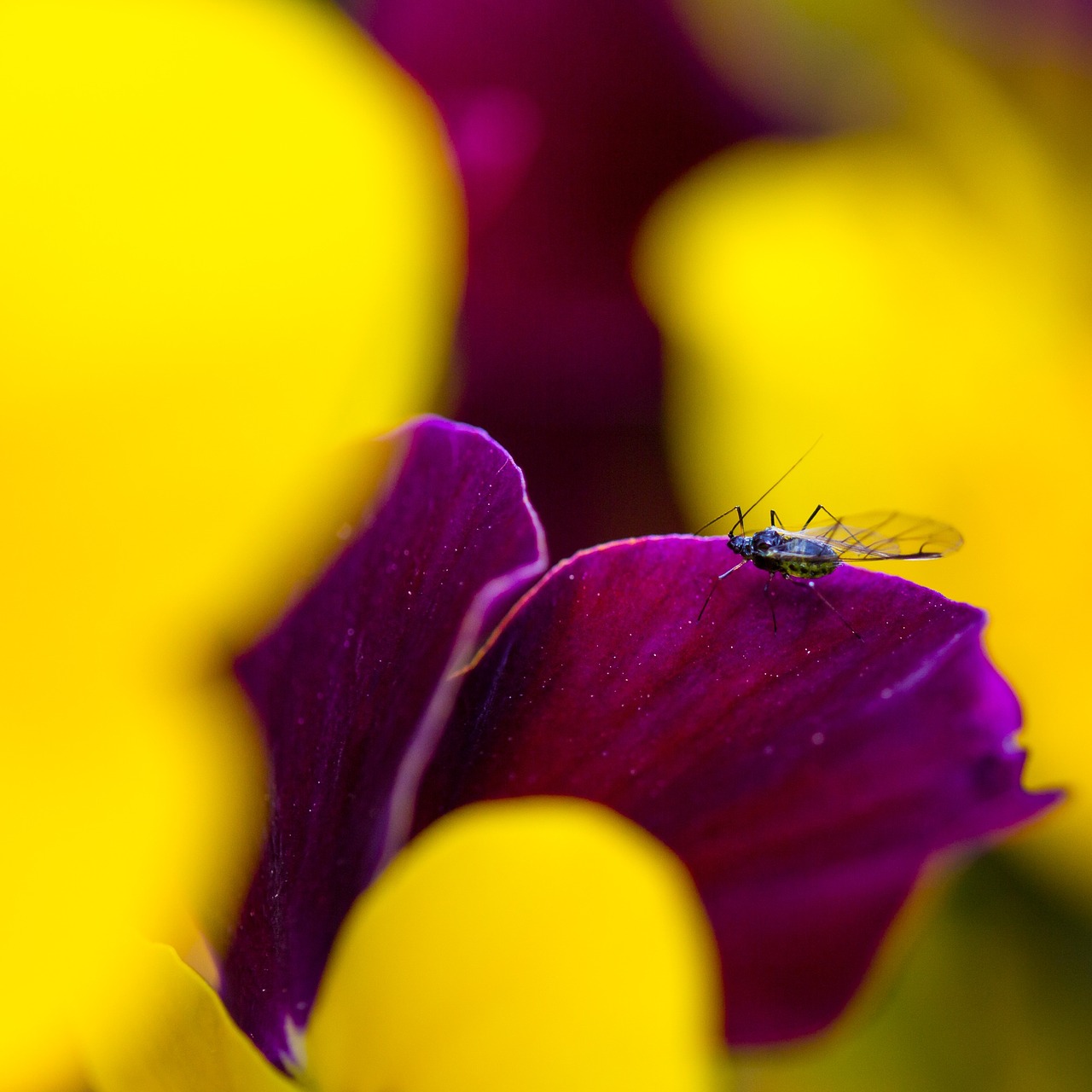 fly spring plant free photo