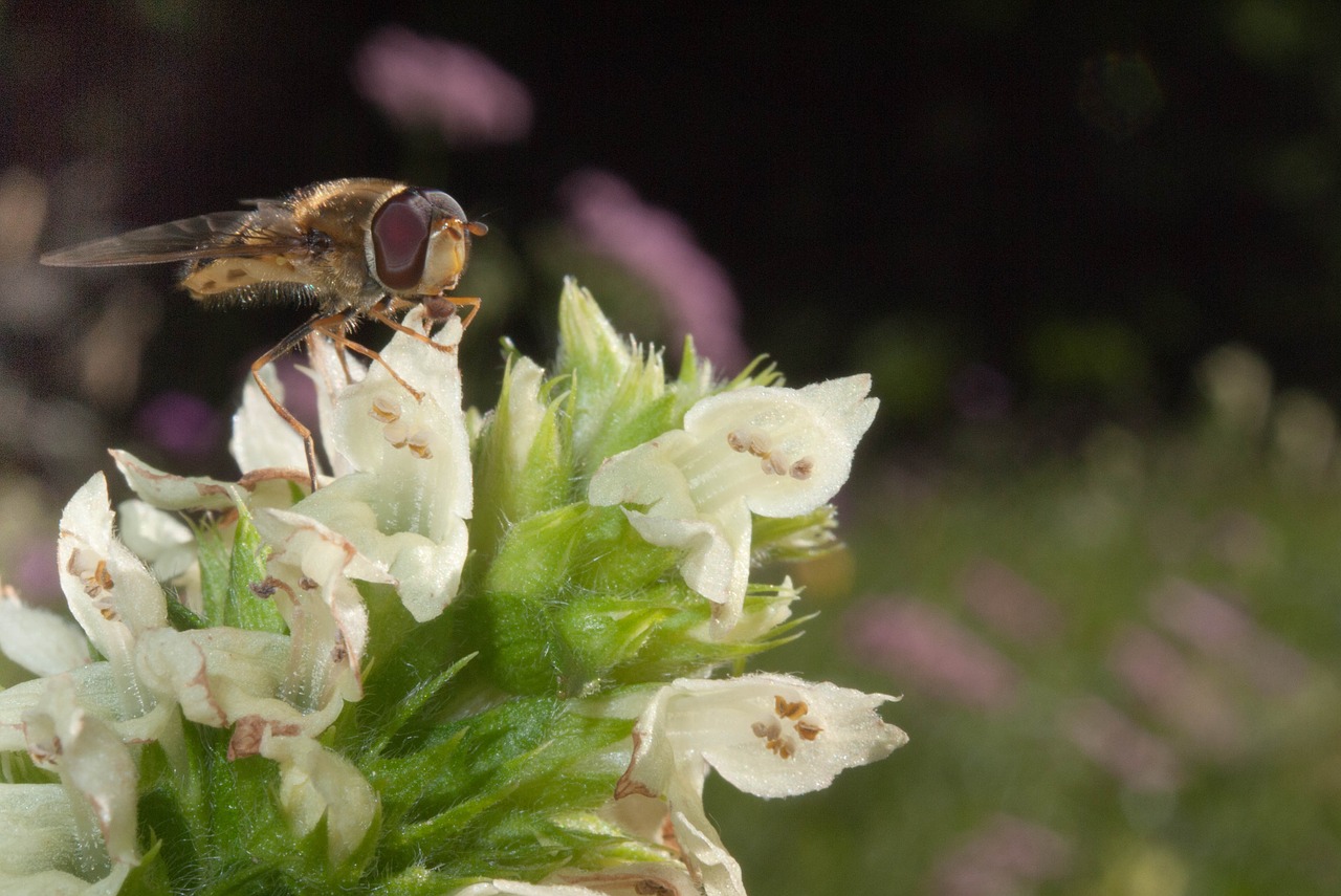 fly mountain flower close free photo