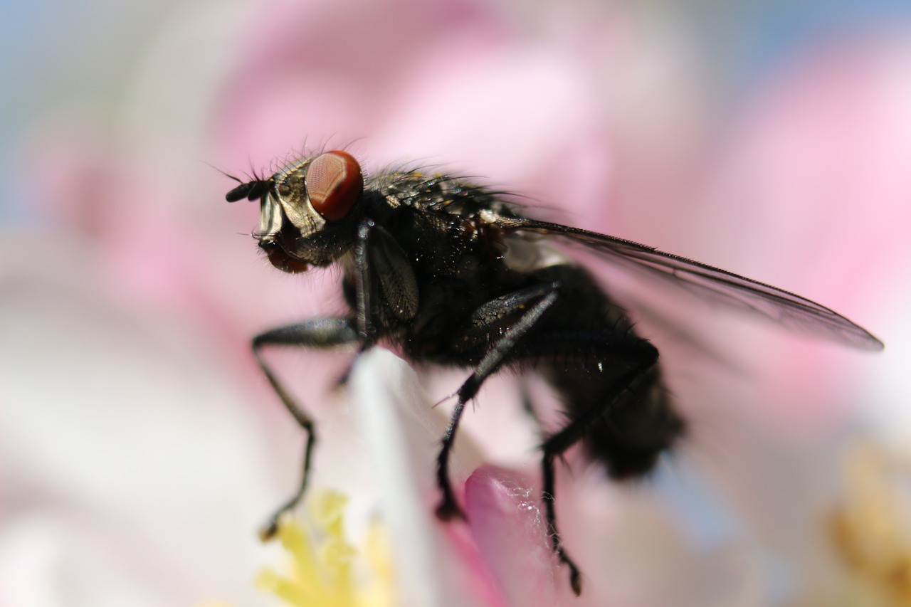 fly cherry blossom insect free photo