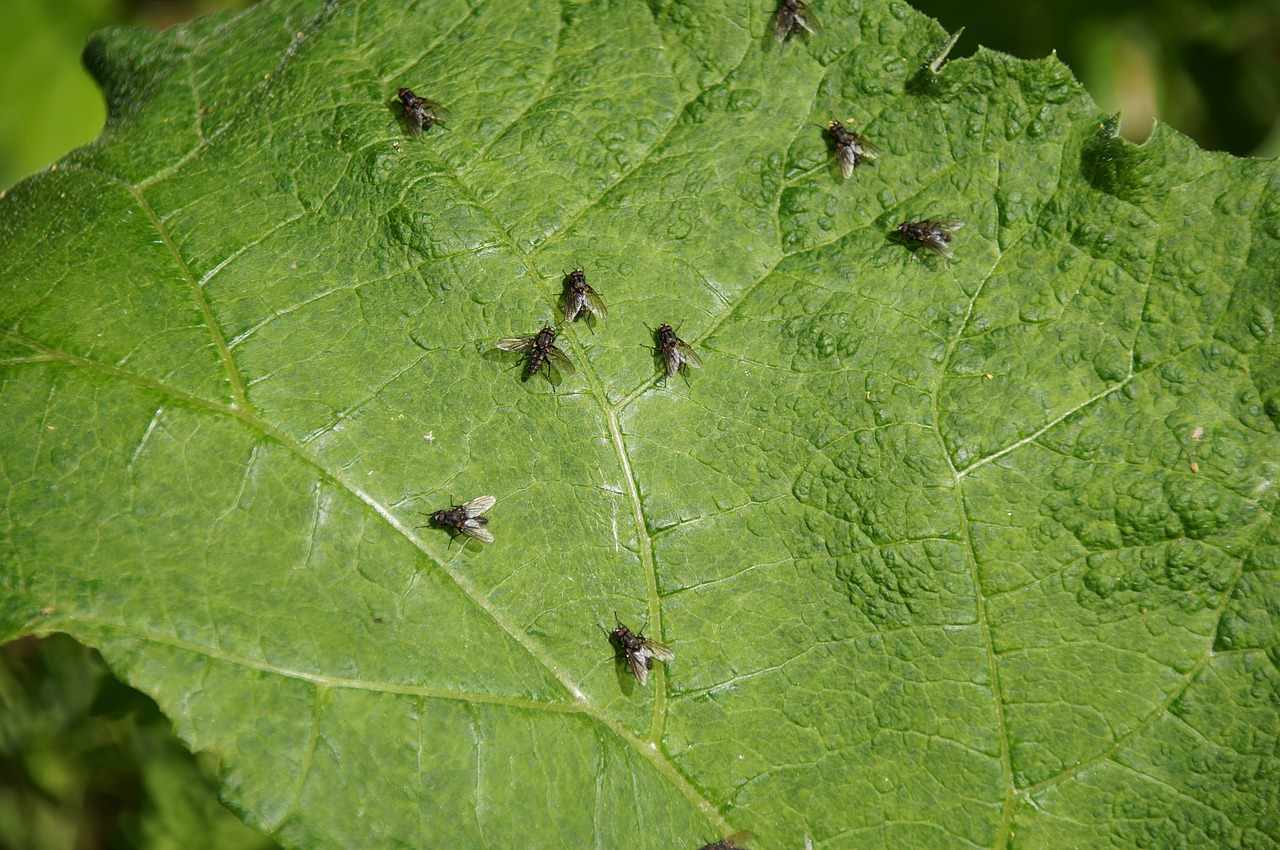 fly insect leaf free photo