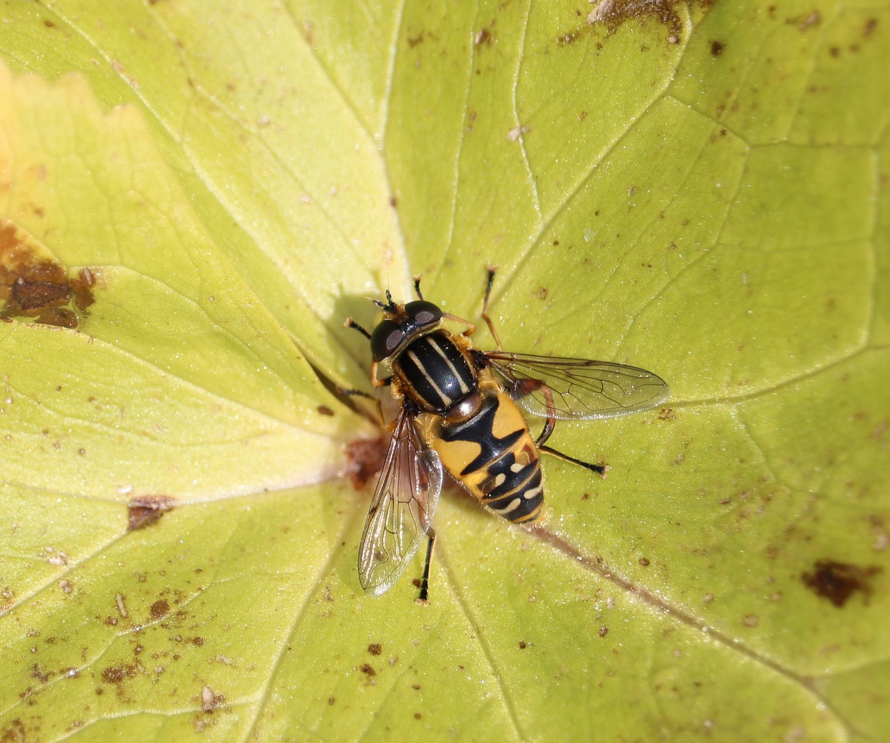 fly leaf macro free photo