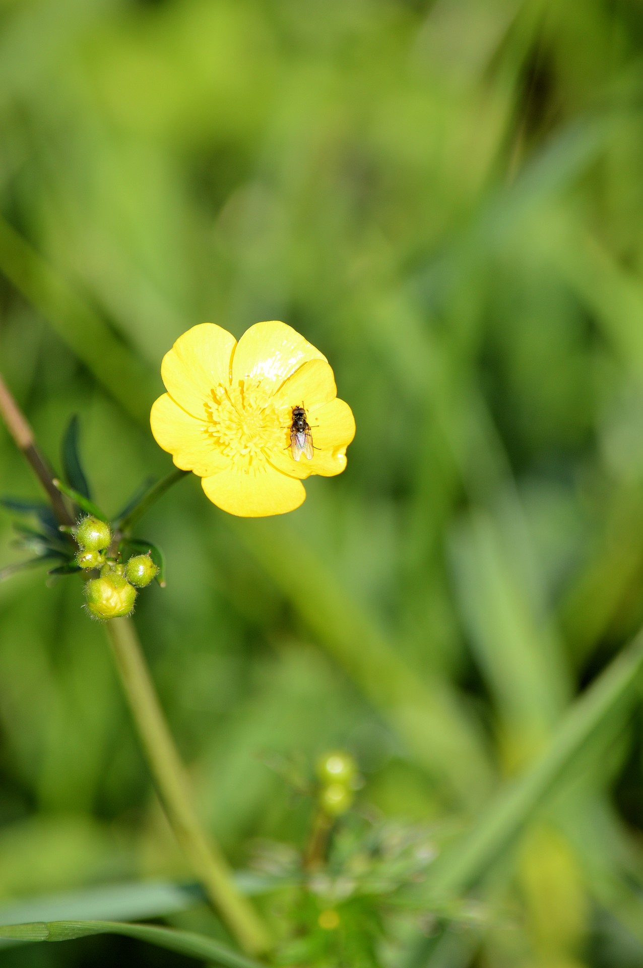 fly insect flower free photo