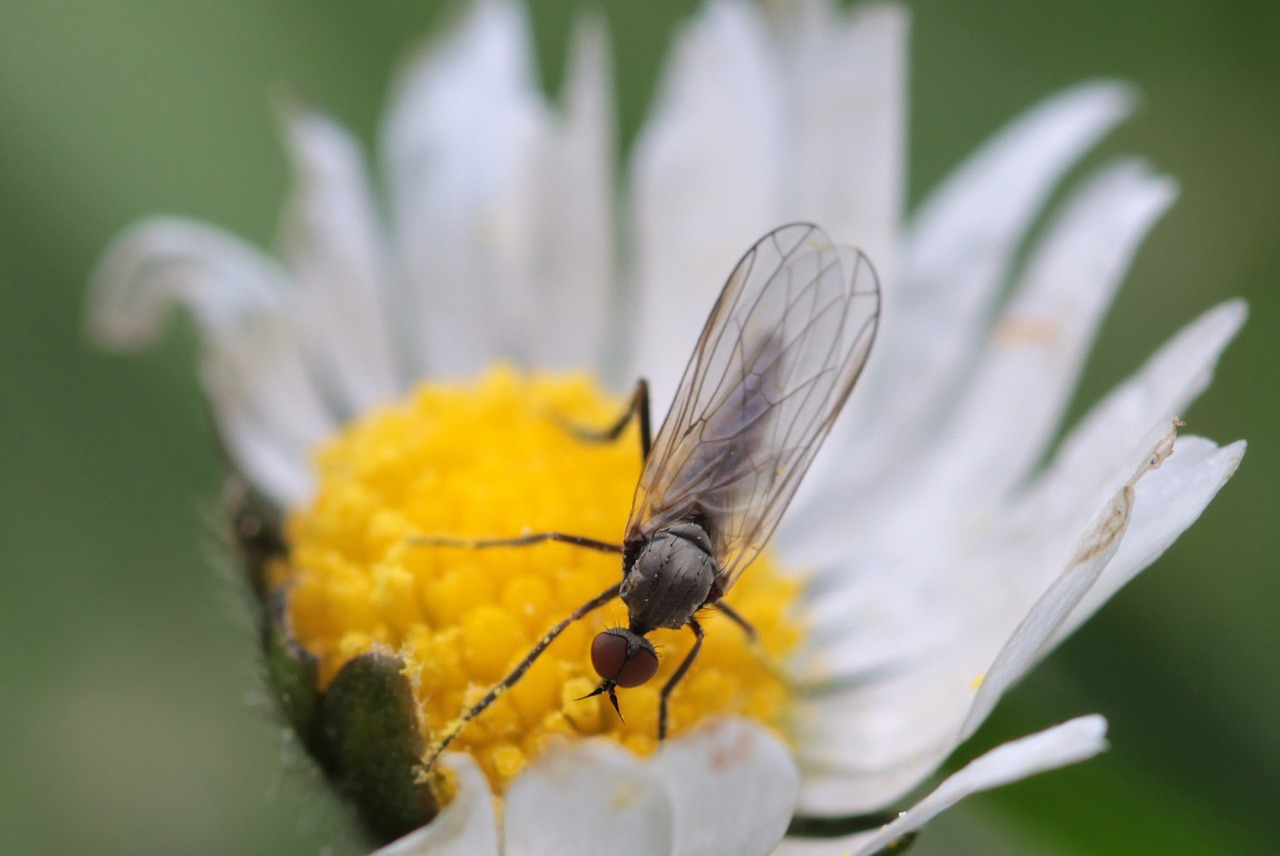 fly empis ciliata black dance fly free photo