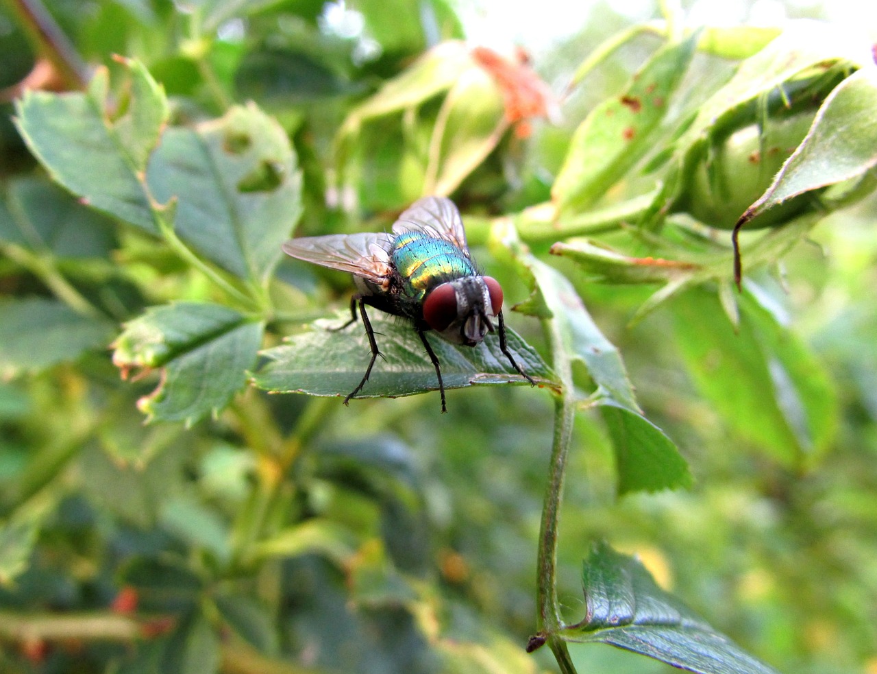 fly insect animals free photo