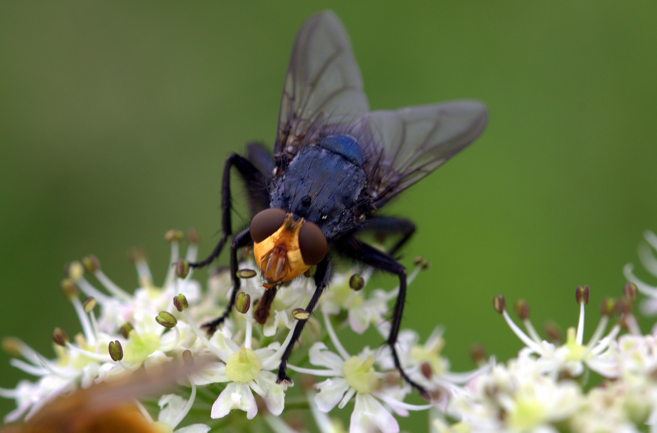 fly dead fly cynomya mortuorum free photo