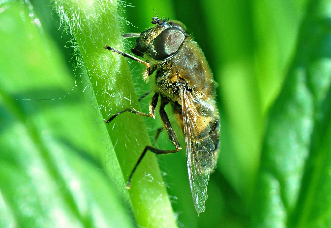 fly insect eye free photo