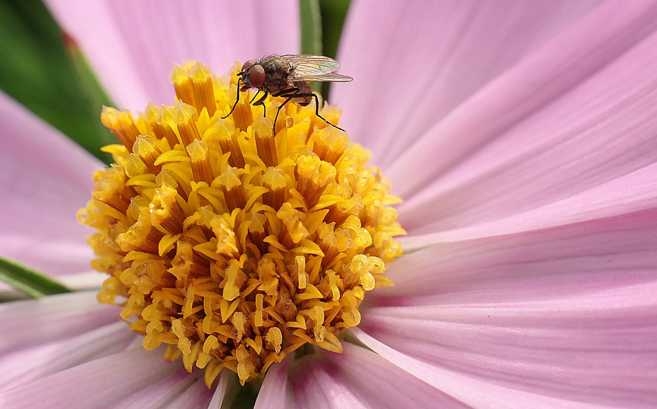 fly blossom bloom free photo