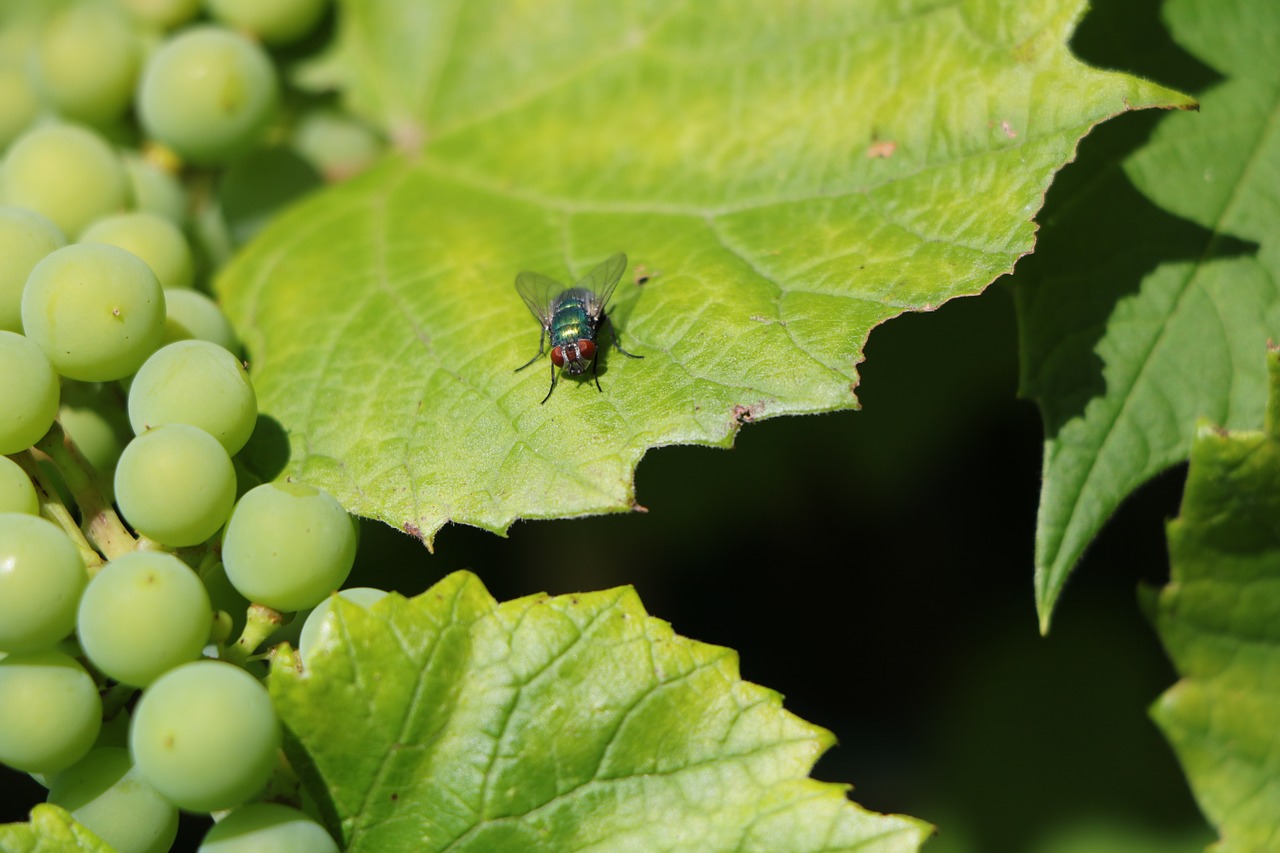 fly wine leaf grapes free photo