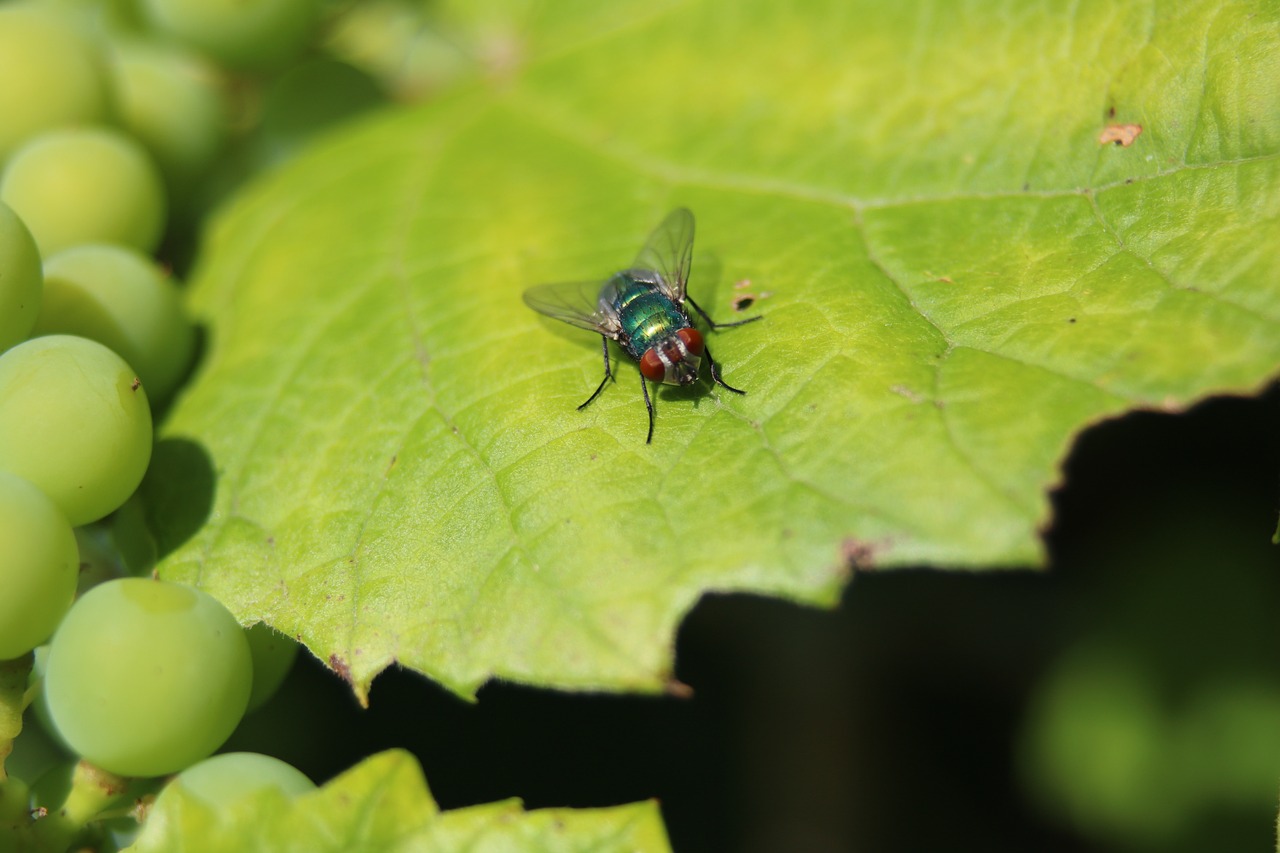 fly wine leaf grapes free photo