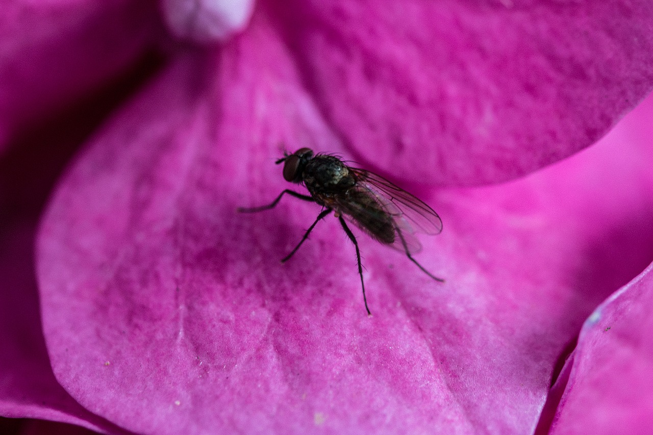 fly hydrangea petal free photo