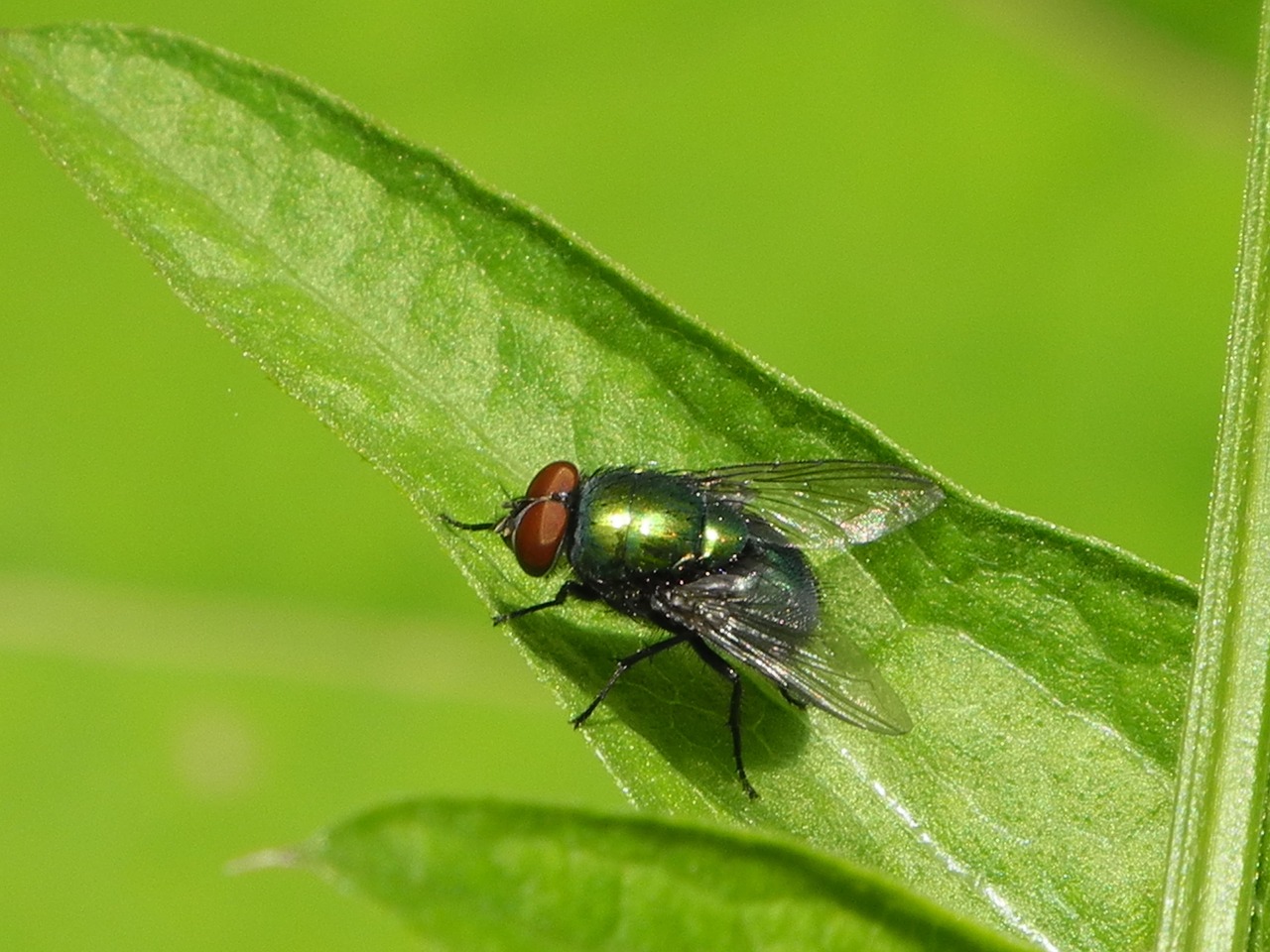fly insect green free photo