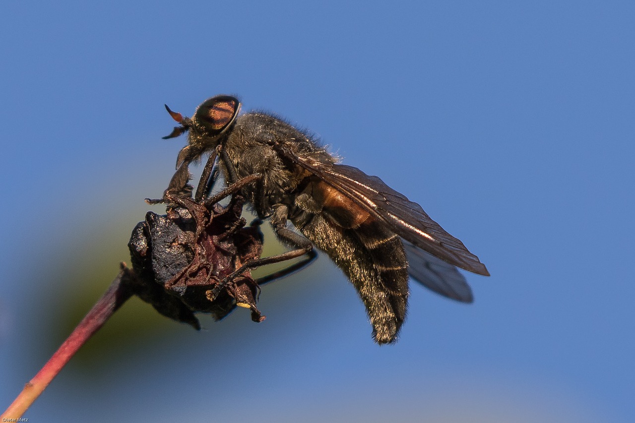 fly insect macro free photo