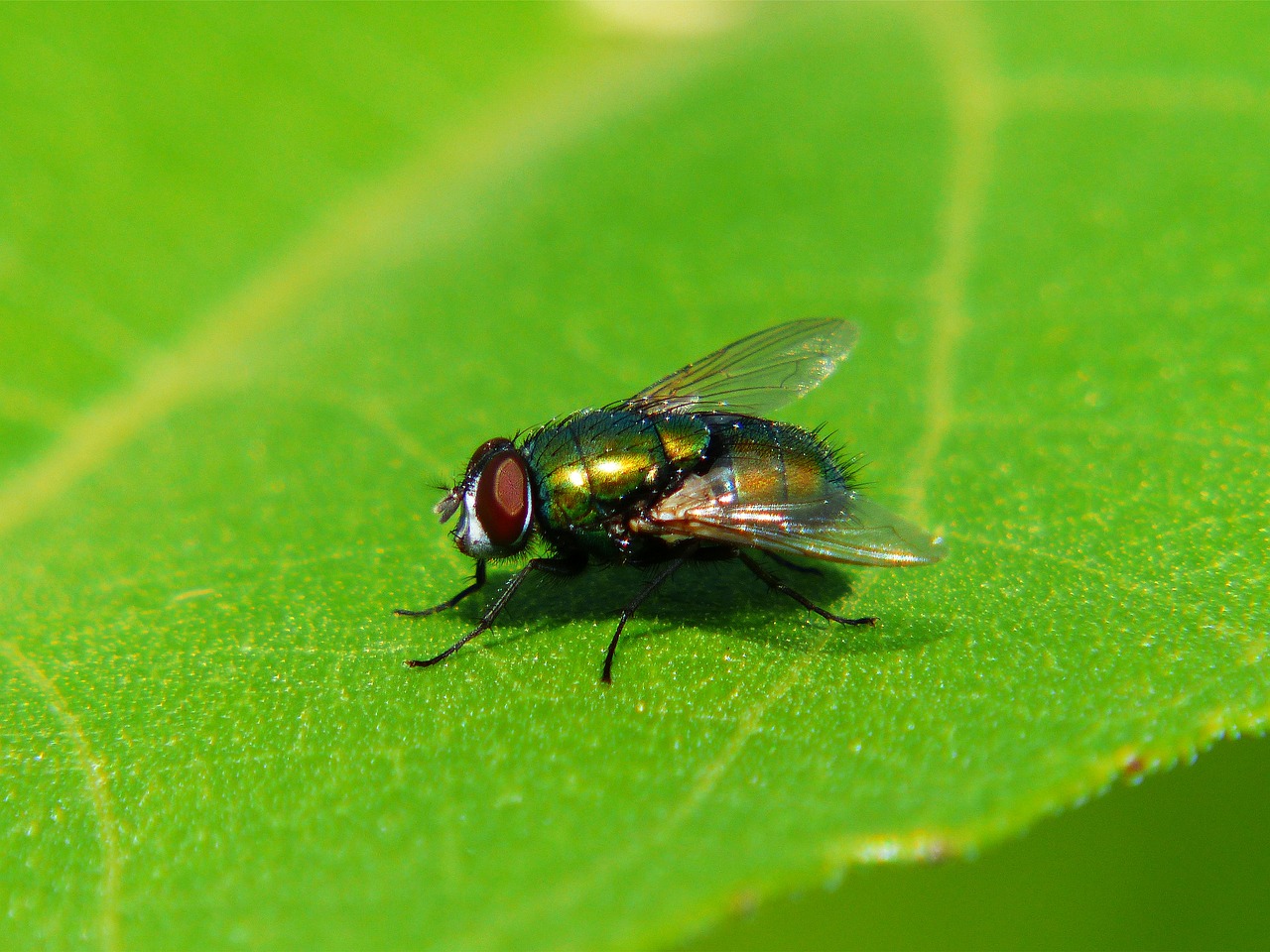 fly insect wing free photo